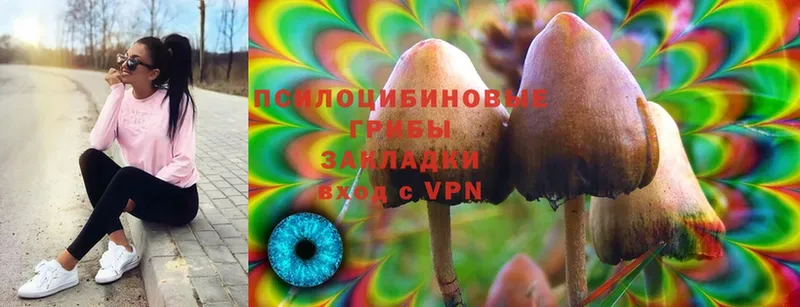 Псилоцибиновые грибы Psilocybine cubensis  купить  сайты  Нефтегорск 